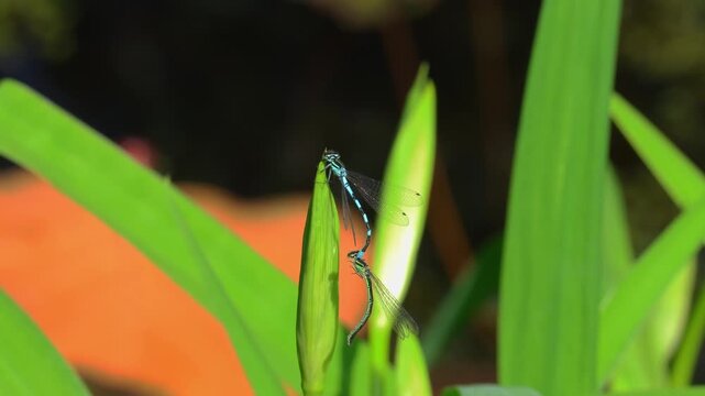 Mating dance of blue dragonflies. Dragonflies mating on a beautiful green leaf near a pond.