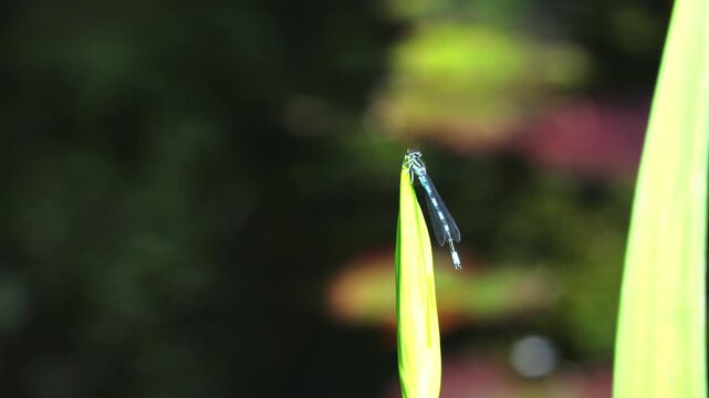 Mating dance of blue dragonflies. Dragonflies mating on a beautiful green leaf near a pond.