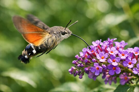 Action shot of a Hummingbird Hawk-Moth in mid-air feeding on purple Buddleja. High-speed photography freezing wing motion in bright midday sunlight. Natural garden environment