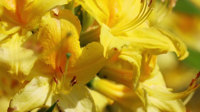 Bright yellow rhododendron flowers. Azaleas