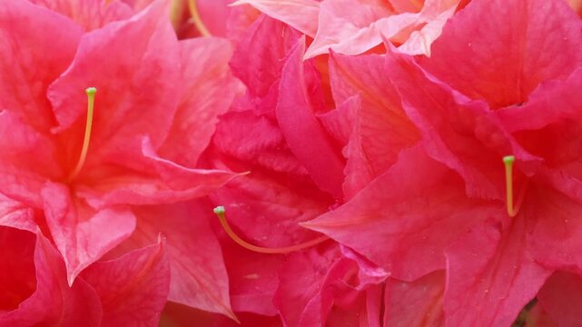 Bright pink rhododendron flowers. Azaleas