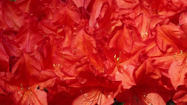 Bright pink rhododendron flowers. Azaleas