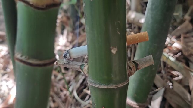 cigarettes and smoke