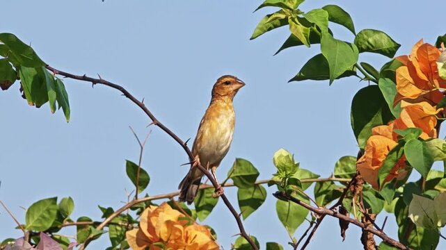 Oriole bird on the tree.