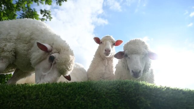 sheep with fluffy white wool stand on green grass under a bright blue sky with scattered clouds.
