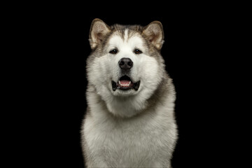 Fototapeta premium Alaskan Malamute close-up frontal portrait with open mouth on black background, studio shot