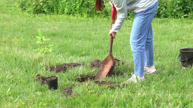 Securing a Future Forest, planting a pine tree Sapling. Kneeling on the forest floor, a caretaker enriches a tree digging up black soil.