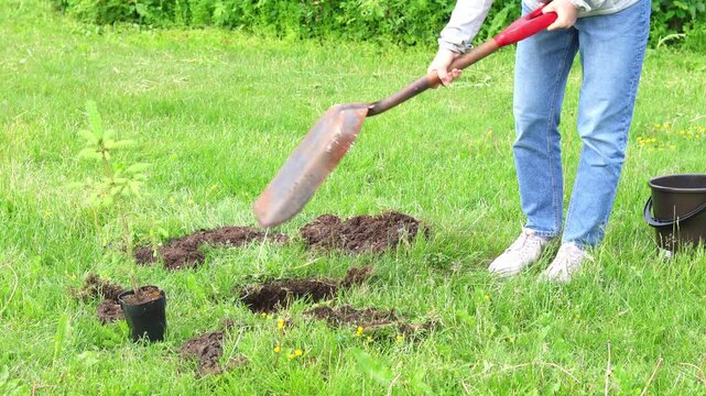 Securing a Future Forest, planting a pine tree Sapling. Kneeling on the forest floor, a caretaker enriches a tree digging up black soil.