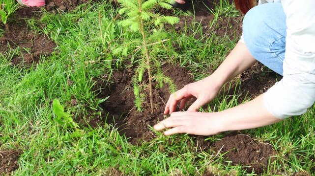 Securing a Future Forest, planting a pine tree Sapling. Kneeling on the forest floor, a caretaker enriches a tree digging up black soil.