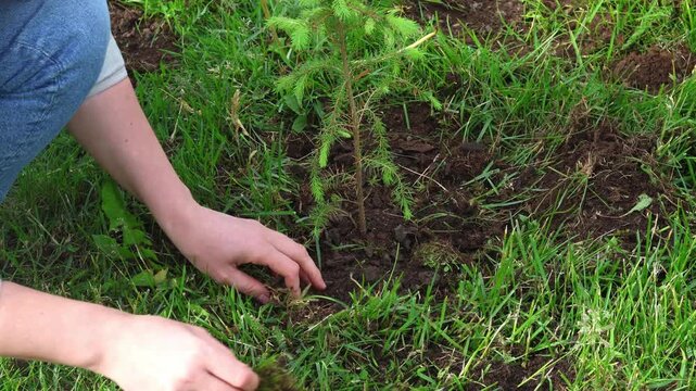 Securing a Future Forest, planting a pine tree Sapling. Kneeling on the forest floor, a caretaker enriches a tree digging up black soil.