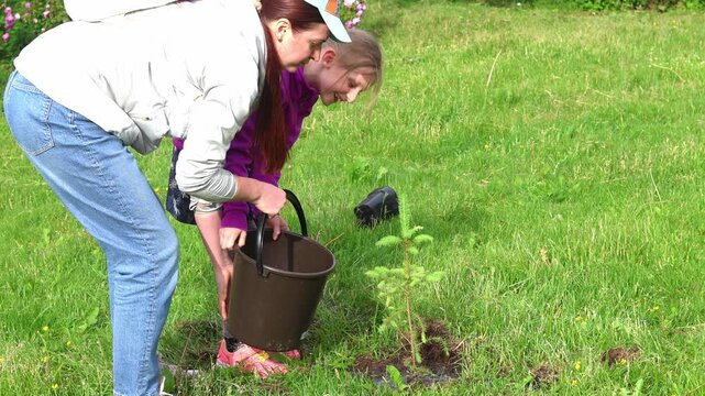 Securing a Future Forest, planting a pine tree Sapling. Kneeling on the forest floor, a caretaker enriches a tree digging up black soil.