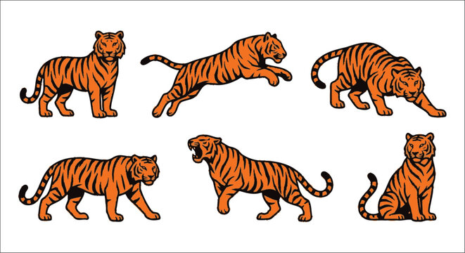 Collection of tiger illustrations in various poses a vector graphic on a white background tigers