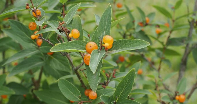 Close-up of a branch of Pyrenean honeysuckle (Lonicera pyrenaica) showing a cluster of luminous red-orange, globular fruits emerging above leathery, veined, lanceolate, blue-green leaves
