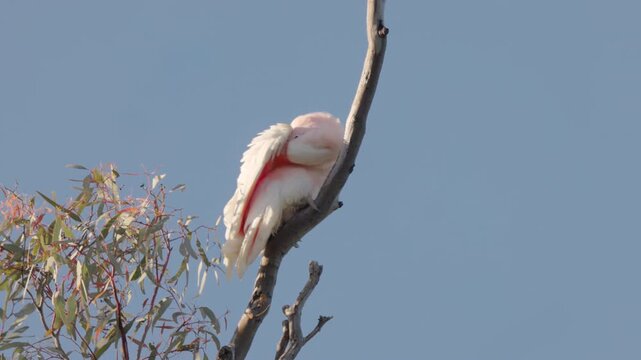 a low angle clip of a pink cockatoo preening under its wing while perching in a gum tree at western queensland, australia