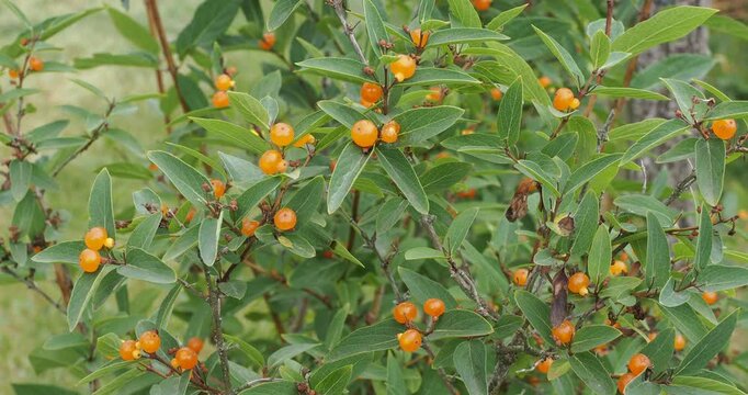 Pyrenean honeysuckle (Lonicera pyrenaica). Ornamental shrub adorned with clusters bright orange double globose red-orange berries barely fused on branching stems
