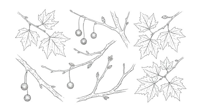 Vintage botanical line art of sycamore tree branches, hand drawn maple leaf sketches, set of 8 nature vector elements for wedding invitations