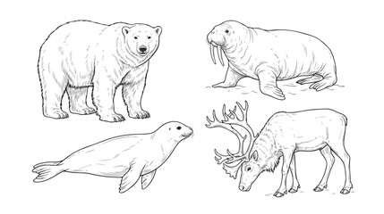 Vintage arctic animal illustrations, hand drawn polar bear walrus seal and reindeer vector set, black and white wildlife sketches for educational books © I'm_coming