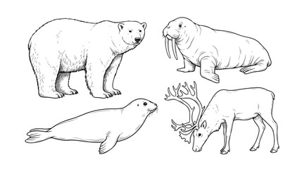 Vintage arctic animal illustrations, hand drawn polar bear and walrus sketches, set of 4 black and white wildlife vector icons for nature education © I'm_coming