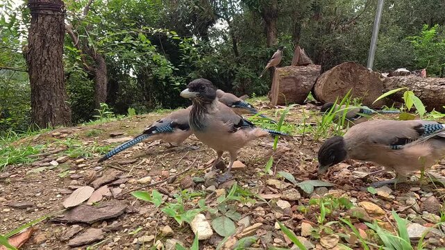 Wild Black-Headed Jays Pecking and Eating on the Ground