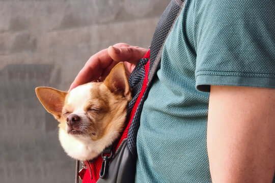 The dog sits in a carrier bag that hangs on the owner. The owner strokes a small dog sitting in a pet carrier bag. Concept of traveling and moving with pets.