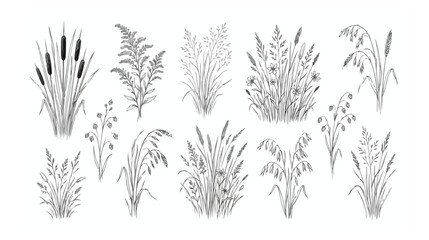 Fototapeta premium Hand drawn wild grass sketches, botanical meadow plants and field weeds vector set, black and white line art floral elements for wedding invitations