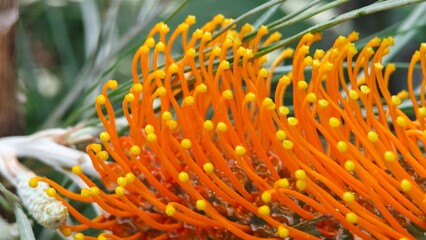 Grevillea, Spider Flower or  Silky oak. © lesyeuxdedidi