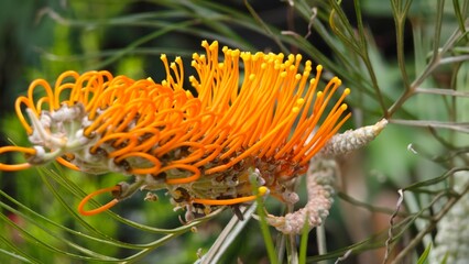 Grevillea, Spider Flower or  Silky oak. © lesyeuxdedidi