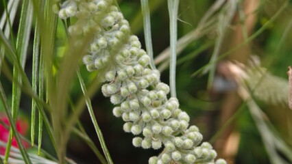 Grevillea, Spider Flower or  Silky oak. © lesyeuxdedidi