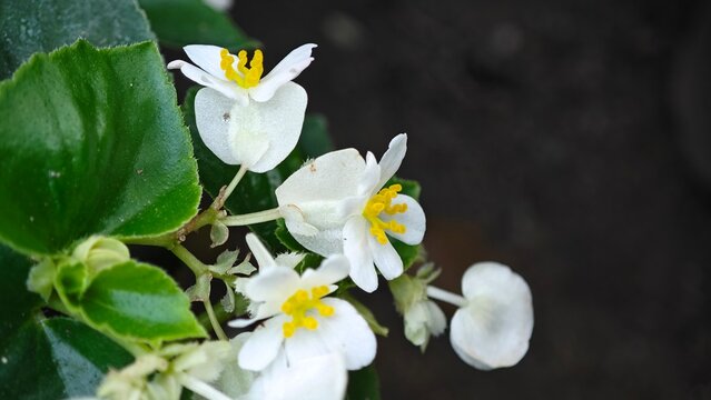 White begonia flowers on garden.