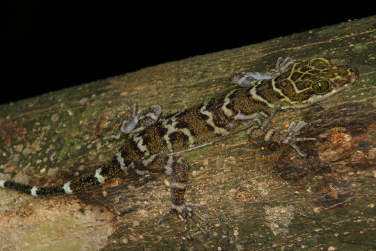 Camouflaged Borneo Bow-fingered Gecko (Cyrtodactylus malayanus) on tree branch, Sarawak, Borneo