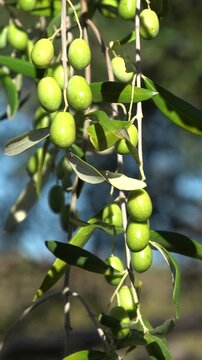 Olives ripening on olive tree branch in sun