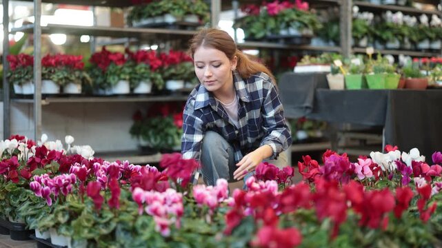 Girl of a flower shop tends to cyclamen flowers. High quality 4k footage