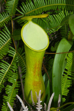 Pitcher of Nepenthes reinwardtiana in the Kelabit Highlands, Sarawak, Borneo