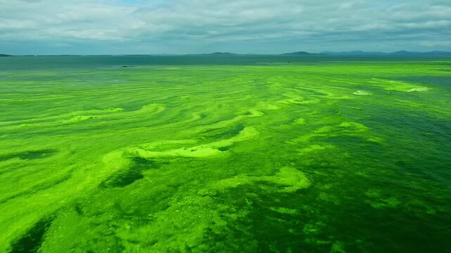 Aerial view of toxic green algae bloom on water surface, illustrating environmental pollution.