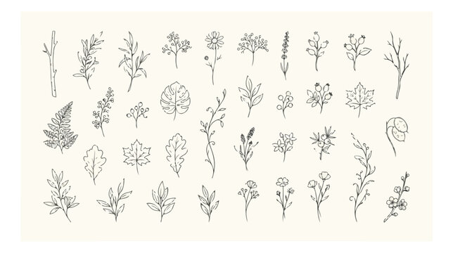 Minimalist hand drawn botanical line art, 36 floral sketches and leaf illustrations, delicate black ink wildflower vector icons for wedding branding