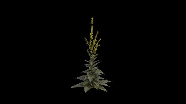 Denseflower Mullein Plant Swaying in Wind Loop Animation with Alpha Channel. Wind Blows The Verbascum Densiflorum Plant. Larix Plant Leaves Swaying. Animated Flowering Plant Branches Moving in Breeze.