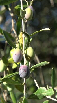 Olives ripening on olive tree branch in sun