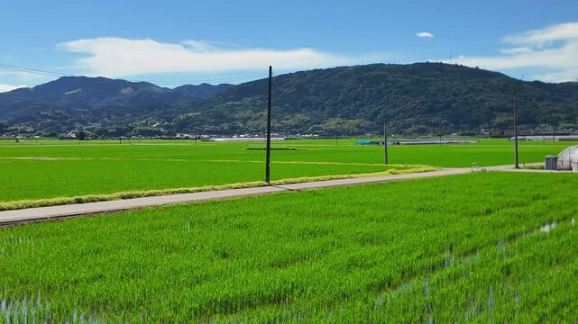 田んぼとビニールハウス　益城町