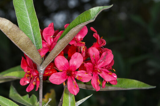 Close-up of red Rhododendron durionifolium flowers in Sarawak, Borneo