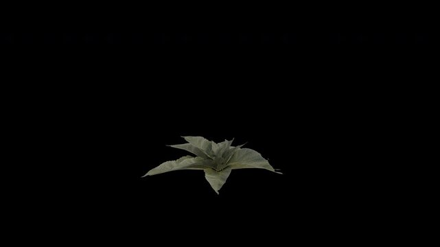 Denseflower Mullein Plant Swaying in Wind Loop Animation with Alpha Channel. Wind Blows The Verbascum Densiflorum Plant. Larix Plant Leaves Swaying. Animated Flowering Plant Branches Moving in Breeze.