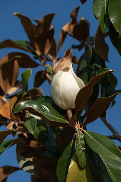 White Southern Magnolia flower bud against clear blue sky in Greece. Flowering tree Magnolia grandiflora or Feurruginea