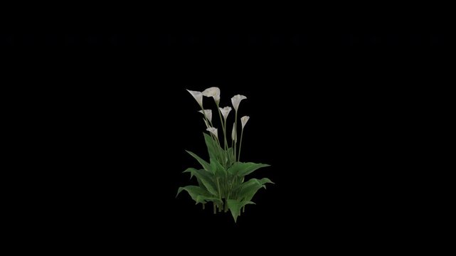 Calla Lily Plant Swaying in Wind Loop Animation with Alpha Channel. Wind Blows The Arum Lily Plant. Zantedeschia Aethiopica Plant Leaves Swaying. Animated Flowering Plant Branches Moving in Breeze. Tr