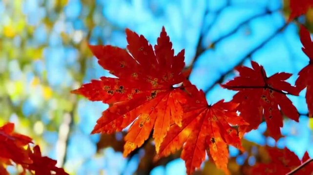 The beauty of bright red maple leaves contrasting against a clear blue sky. Showcasing a lush expanse of trees with gently swaying red leaves, 
