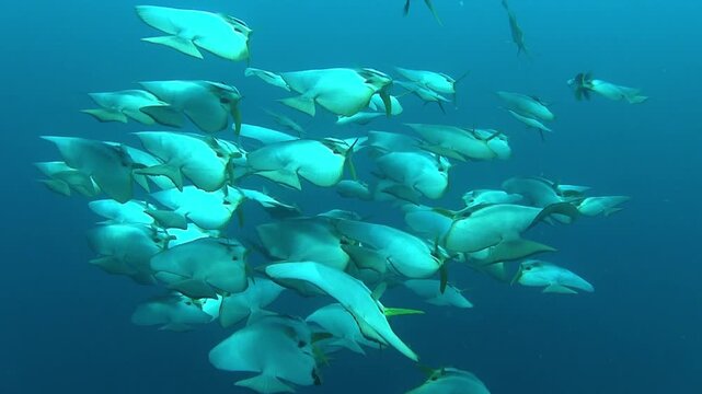 The school of Orbicular batfish
