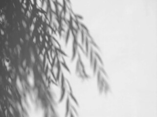 Willow branch shadow overlay with natural tree leaves casting a silhouette on white wall background © MdMatiur