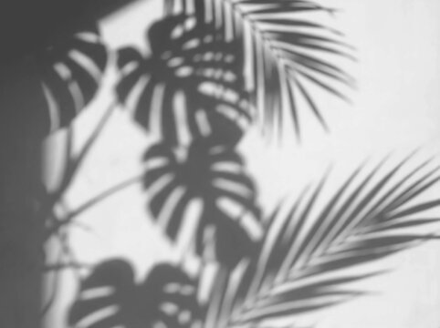 Monstera and palm leaf shadow overlay of tropical foliage casting silhouette on white wall background