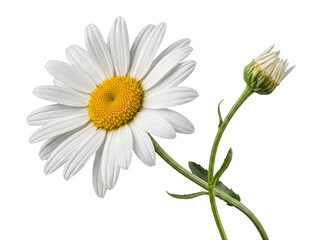 Fototapeta premium Stunning white daisy bloom showcasing a vibrant yellow center and a prominent bud, isolated on transparent background.
