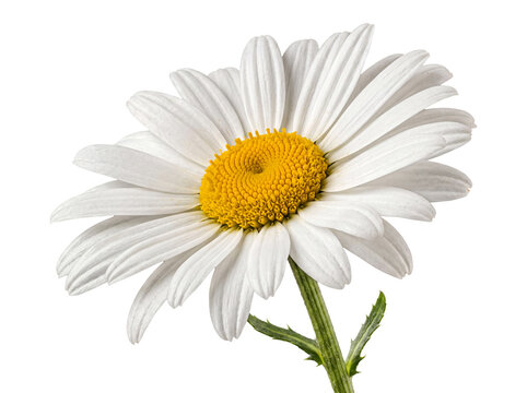 Vibrant single white daisy flower with a bright yellow center and green stem, isolated on a transparent background.