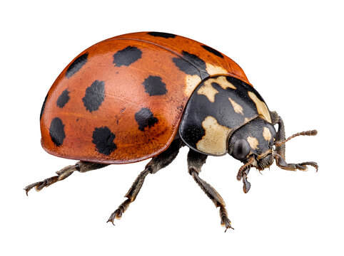 Macro photograph of a distinctive orange ladybug with bold black spots.