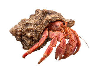 Detailed photograph of a vibrant hermit crab emerging from its ornate spiral seashell. © Ronald